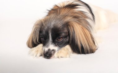 Papillon köpek yakın çekim portre beyaz zemin üzerine