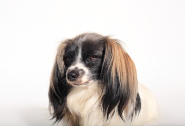 Papillon köpek yakın çekim portre beyaz zemin üzerine