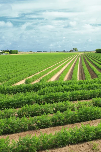 Odling av morötter i sand i ett fält i Normandie — Stockfoto