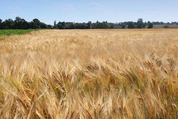 Gerstenfelder im Sommer vor der Ernte — Stockfoto