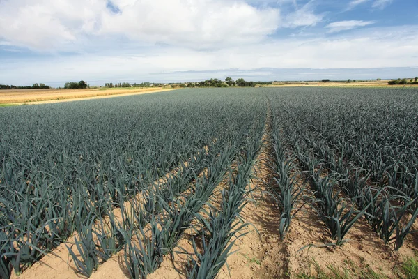 Cultivation of leeks in the sand in a field in Normandy — Stock Photo, Image