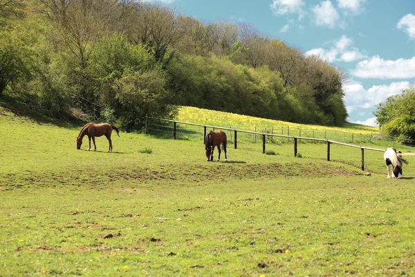 Paisaje de campo soleado con caballos en la primavera —  Fotos de Stock