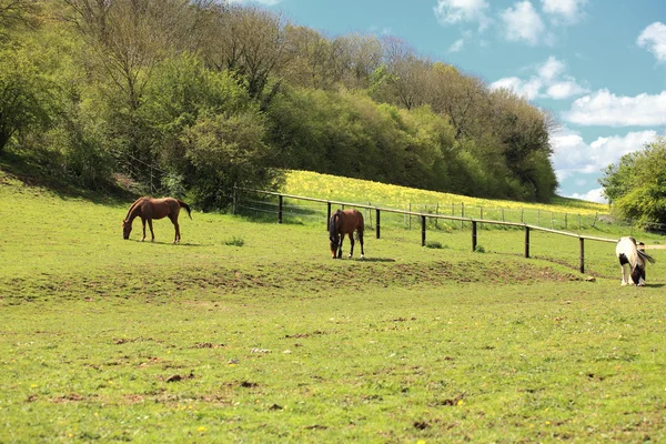 Paesaggio di campagna soleggiato con cavalli in primavera — Foto Stock