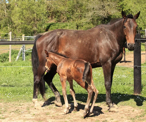 与他的母亲在春天中的一个字段的年轻小马驹 — 图库照片
