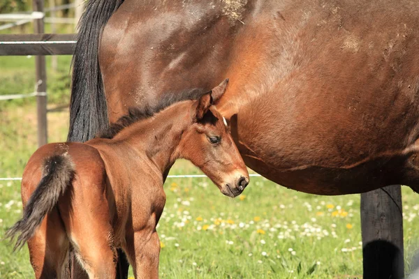 Young foal with his mother in a field in spring — Stock Photo, Image
