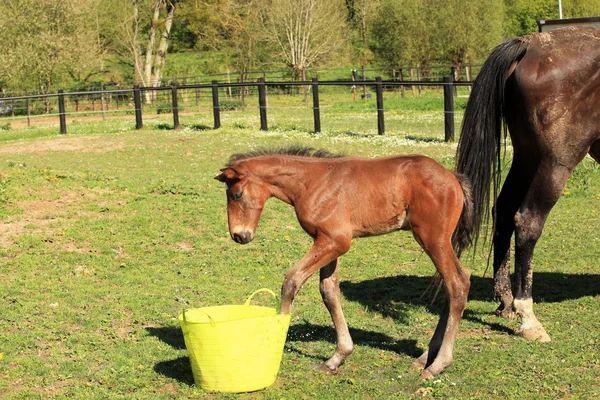 Jeune poulain qui joue avec un seau d'eau — Photo