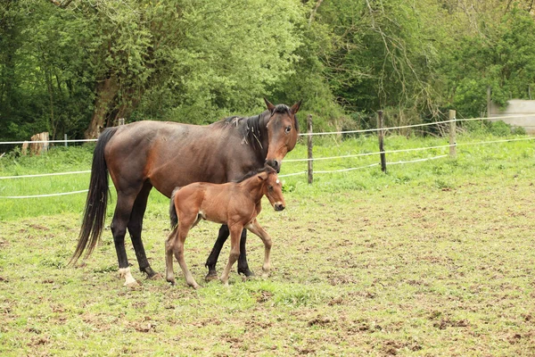 Giovane puledro con sua madre in un campo in primavera — Foto Stock