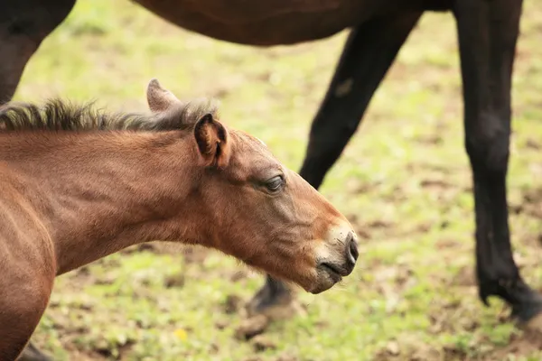 Young foal has his first steps in the meadow — Stock Photo, Image