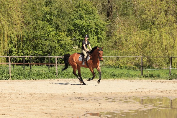 Vackra equestrienne på brun häst i sommar — Stockfoto
