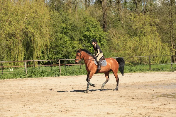 Beautiful equestrienne on brown horse in summer — Stock Photo, Image