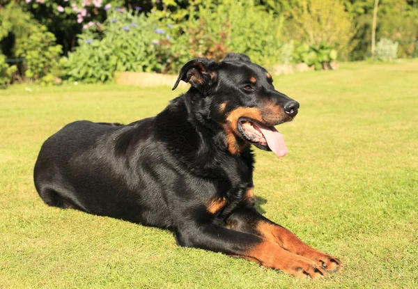 safkan Fransız çoban köpeği beauceron portresi