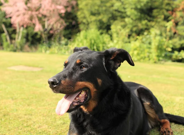 Retrato de um cão pastor francês de raça pura beauceron — Fotografia de Stock