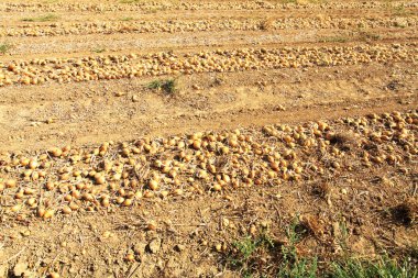 soğan yetiştiriciliği