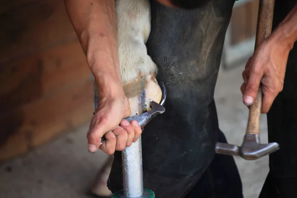 Colocando una herradura —  Fotos de Stock