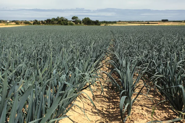 Cultivo de alho-porro na areia em um campo na Normandia — Fotografia de Stock