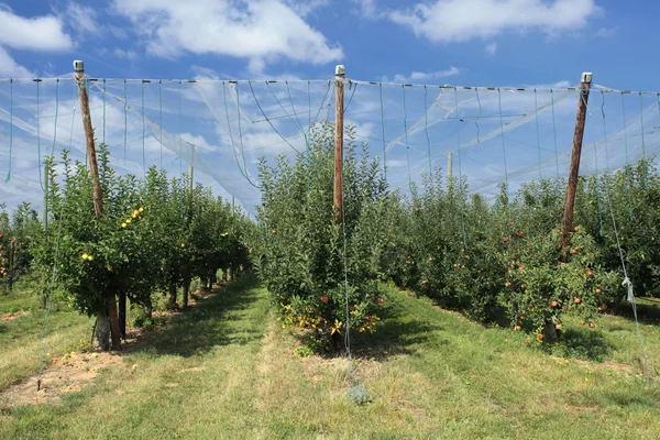 Apple orchard with a safety net — Stock Photo, Image