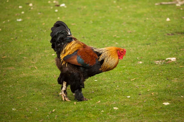 Rooster in a field — Stock Photo, Image