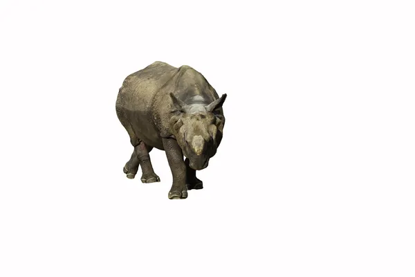 Rinoceronte sobre fundo branco — Fotografia de Stock