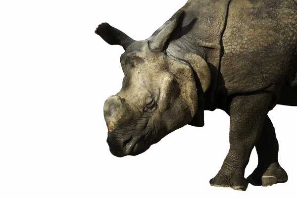 Rinoceronte sobre fondo blanco — Foto de Stock