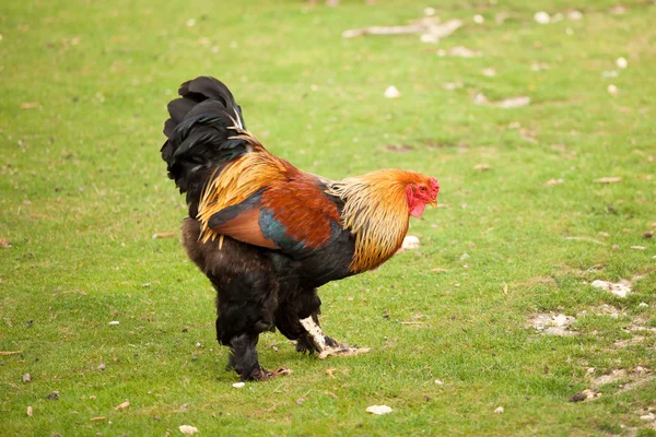 Rooster in a field — Stock Photo, Image