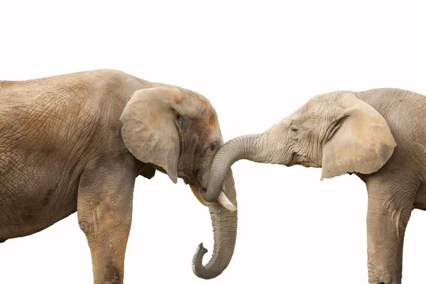 Paar olifant op een witte achtergrond — Stockfoto
