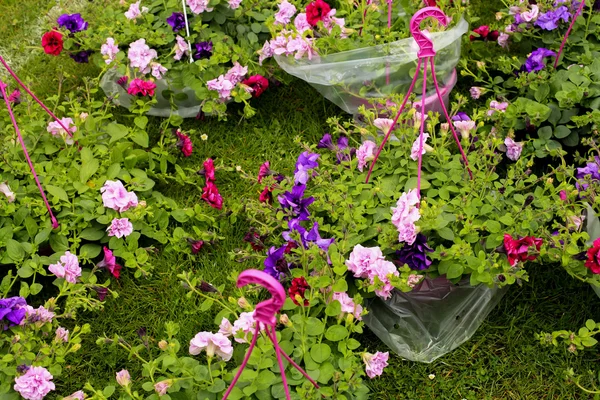 Mercado de plantas con flores de primavera — Foto de Stock