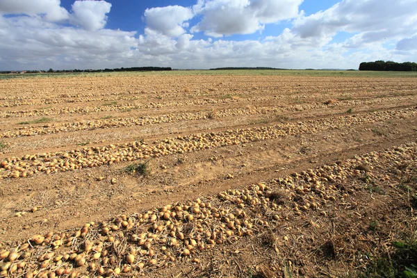 Cultivo de cebola — Fotografia de Stock