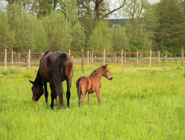Foal and its mother in a field — Stock Photo, Image