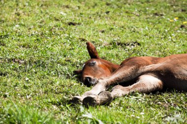 Çimlere yatan tayı