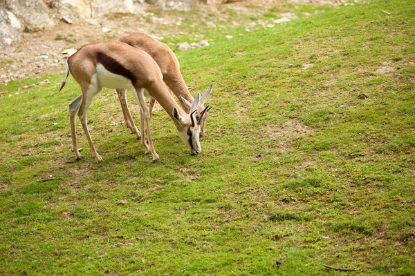Gazelle — Photo
