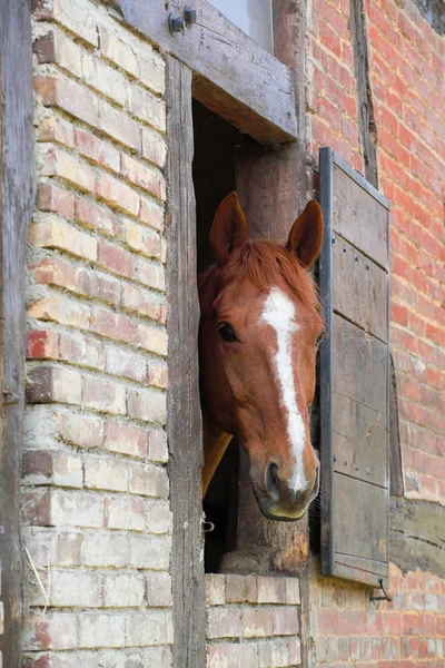 Hoofd van het paard in het betreffende vak — Stockfoto
