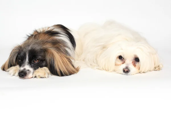 Dwa małe psy, leżącego na białym tle — Zdjęcie stockowe