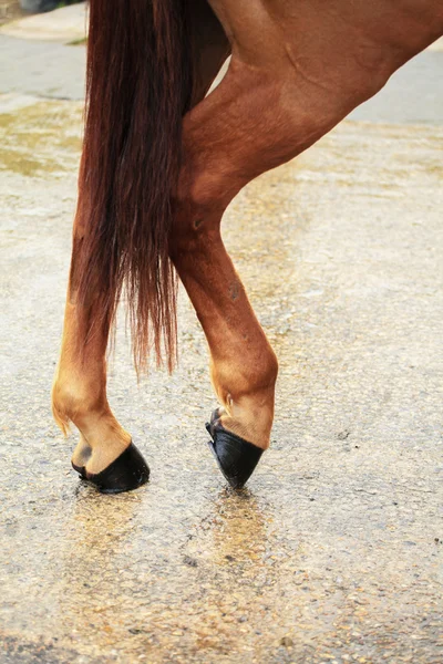 Terug van de benen van een paard — Stockfoto