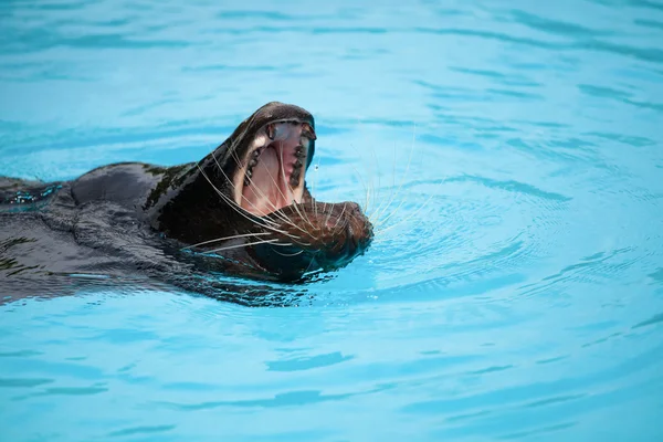 Seelöwe — Stockfoto