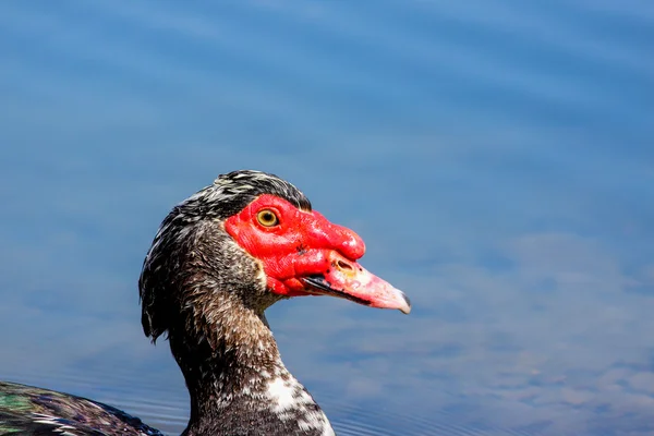 Pato-mostarda — Fotografia de Stock