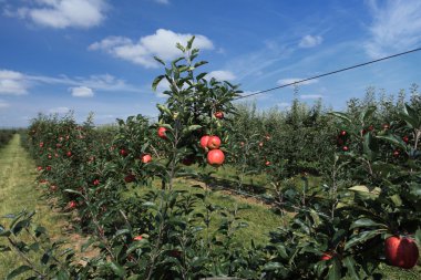 Beautiful apple orchard in a row at both sides.