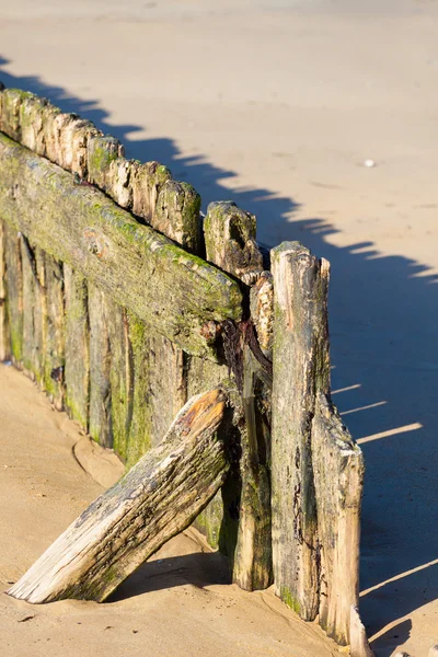 Old marine wood in the beach in normandy — Stock Photo, Image