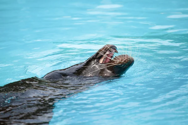 Seelöwe — Stockfoto