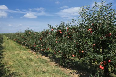 bir güvenlik ağı ile elma bahçesi
