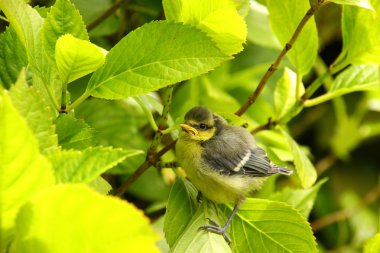 Mavi baştankara, piliç
