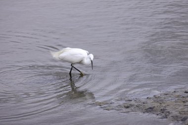 Küçük ak balıkçıl, aigrette garzette