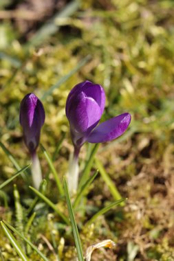 Crocus srping çiçek