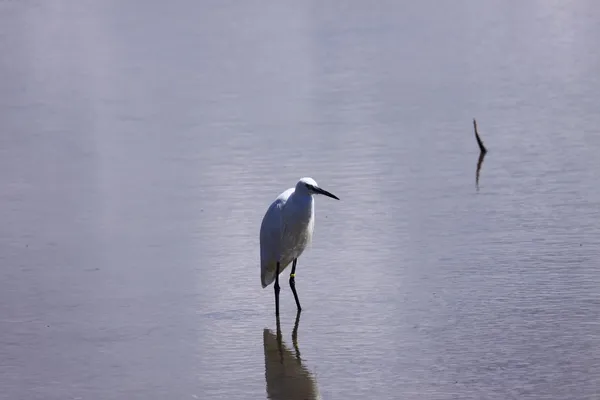 Pikku haikara, Aigrette Garzette — kuvapankkivalokuva