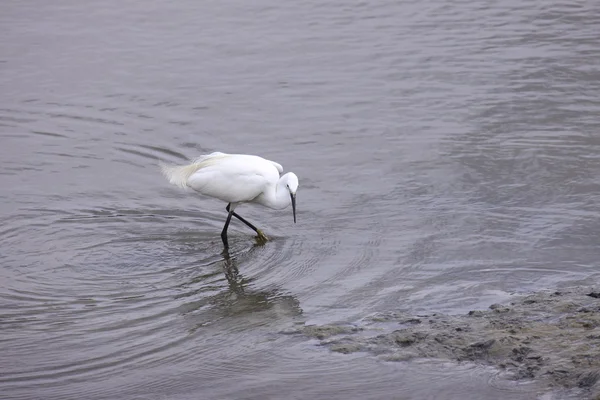 Küçük ak balıkçıl, aigrette garzette — Stok fotoğraf