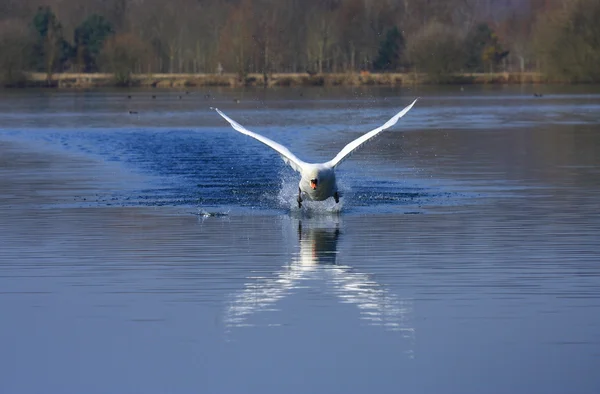 Swan attack — Stockfoto