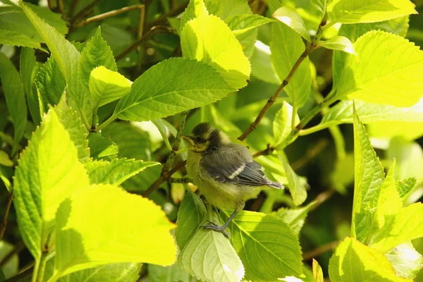 Baby blue tit, chick — Stock Photo, Image