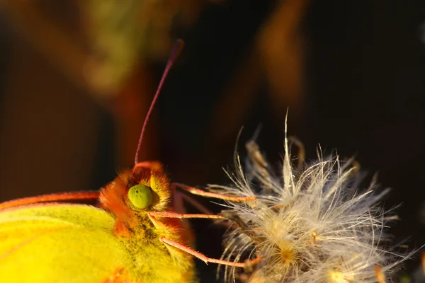 Colias crocea, le soucis — Foto Stock