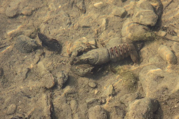 在其天然环境中，在水中的小龙虾 — 图库照片