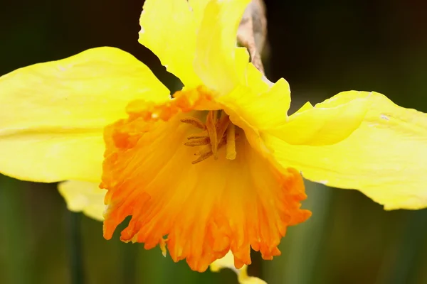 Daffodil, narcissus, jonquille, narcisse — Stock Photo, Image