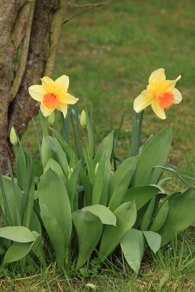 Narciso, narciso, jonquille, narciso — Foto de Stock